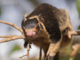 Reuzen eekhoorn - Grizzled Giant squirrel - Ratufa macroura