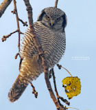 Sperweruil - Northern hawk owl - Surnia ulula