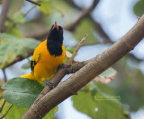 Zwartkop wielewaal - Black-hooded Oriole - Oriolus xanthornus