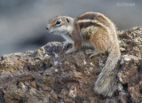 Barbarijse grondeekhoorn - Barbary ground squirrel - Atlantoxerus getulus