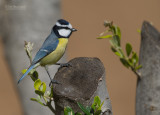 Afrikaanse Pimpelmees - African Blue Tit - Cyanistes degener