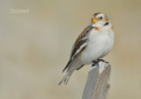 Sneeuwgors - Snow bunting - Plectrophenax nivalis