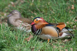 Mandarijneend - Manderin duck - Aix galericulata