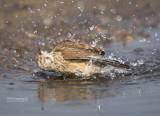 Kneu - Linnet - Carduelis cannabina