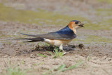 Roodstuitzwaluw - Red-rumped swallow - cecropis daurica