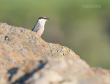 Rotsklever - Western Rock-Nuthatch - Sitta neumayer neumayer