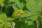 Boomkikker - European Tree Frog - Hyla arborea