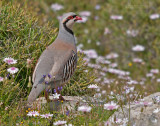 Aziatische Steenpatrijs - Chukar Partridge - Alectoris chukar