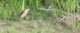 Woudaap - Little Bittern - Ixobrychus minutus