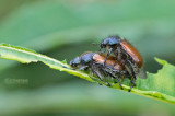 Rozenkever - Garden Chafer - Phyllopertha horticola