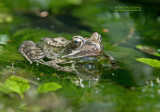 Bruine kikker - Common Frog - Rana temporaria