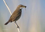 Blauwborst - Bluethroat - Luscinia svecica