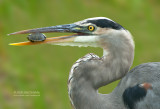 Amerikaanse Blauwe Reiger - Great Blue Heron - Ardea herodias