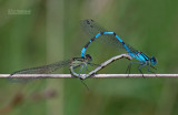 Speerwaterjuffer - Spearhead Bluet - Coenagrion hastulatum