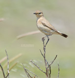 Izabeltapuit - Isabelline Wheatear - Oenanthe isabellina