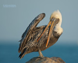 Bruine Pelikaan - Brown Pelican - Pelecanus occidentalis