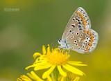 Icarusblauwtje - Common Blue - Polyommatus icarus