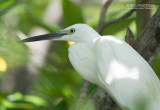 Kleine zilverreiger - Little Egret - Egretta Garzetta