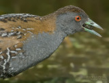 Kleinst Waterhoen - Baillon's Crake - Porzana pusilla