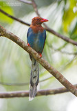 Blauwe Kitta - Sri Lanka Blue-Magpie - Urocissa ornata