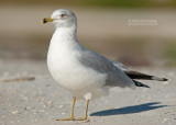 Ringsnavelmeeuw - Ring billed Gull - Larus delawarensis