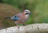 Gaai - Jay - Garrulus glandarius