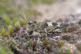 Blauwvleugelsprinkhaan - Blue-winged Grasshopper - Oedipoda caerulescens