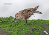 Bonte strandloper - Dunlin - Calidris alpina