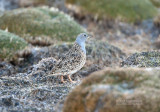 Puna-kwartelsnip - Gray-breasted Seedsnipe - Thinocorus orbignyianus