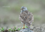 Patagonische Kwartelsnip - Least Seedsnipe - Thinocorus rumicivorus