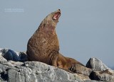 Stellers zeeleeuw - Stellers sea lion - Eumetopias jubatus