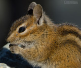 Kleine chipmunk - Least chipmunk - Tamias minimus