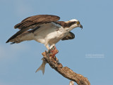 Visarend - Osprey - Pandion haliaetus