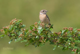 Roodborsttapuit - Stonechat - Saxicola rubicola