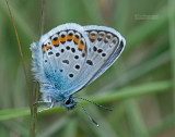 Heideblauwtje - Silver-studded Blue - Plebejus argus 