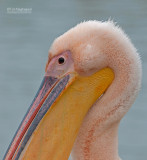 Roze Pelikaan - Great White Pelican - Pelecanus onocrotalus