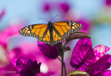 Monarchvlinder - Monarch -  Danaus plexippus