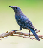 Blauwe Rotslijster - Blue Rock-Thrush - Monticola solitarius