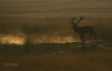 Edelhert - Red Deer - Cervus elaphus