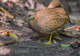 Groenpoot-bospatrijs - Scaly-breasted Partridge - Arborophila chloropus