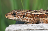 Levendbarende hagedis - Viviparous Lizard - Zootoca vivipara