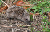 Egel - European hedgehog - Erinaceus europaeus 