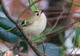 Goudhaan - Goldcrest - Regulus regulus