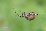 Viervlekwielwebspin - Four-spot orb weaver -  Araneus quadratus 