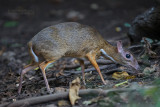Kleine kantjil - Lesser mouse-deer - Tragulus kanchil