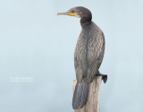 Indische Aalscholver - Indian Cormorant - Phalacrocorax fuscicollis