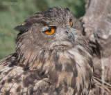 Oehoe - Eagle Owl - Bubo Bubo