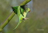Halsbandparkiet - Ring-Necked Parakeet - Psittacula krameri