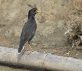 Grote Maina - Great Myna - Acridotheres grandis