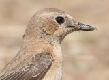 Oostelijke Blonde Tapuit - Eastern Black-eared Wheatear - Oenanthe melanoleuca